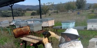Un algoritmo basado en la IA ayuda a localizar las celdas llenas de miel en las colmenas miel en las colmenas