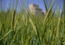 Los agricultores y ganaderos españoles percibirán 2.691 millones en pagos anticipados de las ayudas directas de la PAC cereal