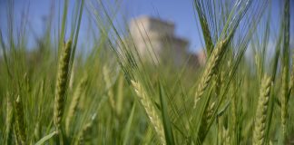 Exige suspender las cotizaciones de dos lonjas ante la crisis de precios del cereal cereal