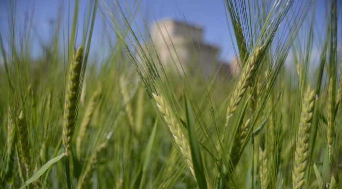 Los agricultores y ganaderos españoles percibirán 2.691 millones en pagos anticipados de las ayudas directas de la PAC cereal