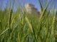 Los agricultores y ganaderos españoles percibirán 2.691 millones en pagos anticipados de las ayudas directas de la PAC cereal