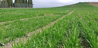 Estudian cómo mejorar la adaptación de los cereales al cambio climático cereales