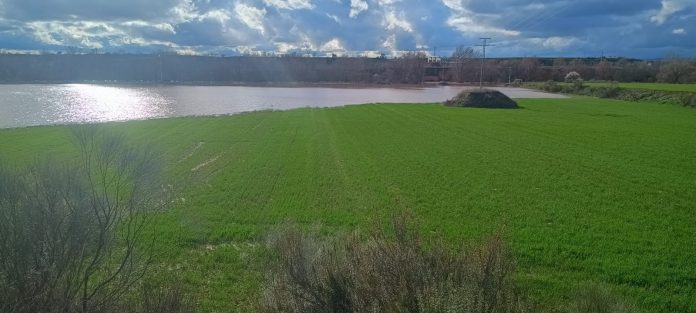 cultivo inundado