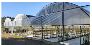 Novedades en invernaderos en 2025: soluciones eficientes para el futuro de la agricultura invernadero