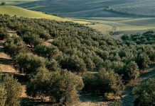 Reivindica el olivar como barrera natural frente al avance de la desertificación campaña del aceite de oliva