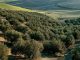 Reivindica el olivar como barrera natural frente al avance de la desertificación campaña del aceite de oliva