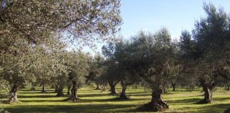 Paso significativo para que los oleicultores se beneficien de los mercados voluntarios de carbono olivos