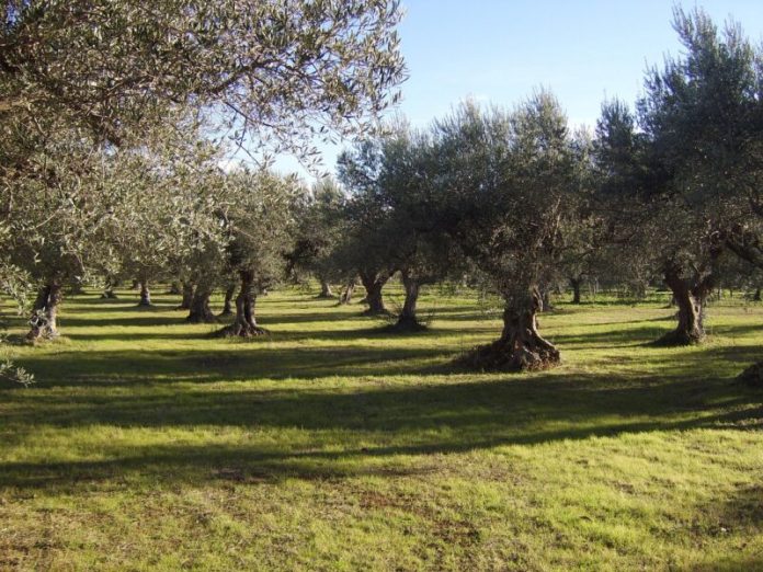 olivos