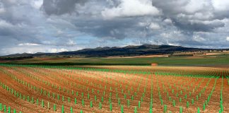 ¿Cuál es la situación de pagos y expedientes de reestructuración de viñedo de Castilla-La Mancha? reestructuración del viñedo