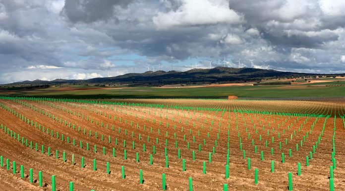 Aprobada la superficie para nuevas plantaciones de viñedo en 2026 reestructuración del viñedo