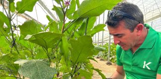 El control biológico en primavera es la protección más eficaz contra las plagas durante el invierno control biológico en primavera