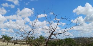 Pide un plan de reposición de almendros muertos por sequía almendros muertos por sequía