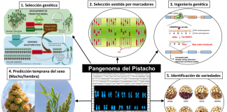 Un estudio sobre el pistacho Kerman favorecerá el avance en la obtención de nuevas variedades, más productivas pistacho Kerman