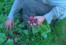La producción ecológica española bate un récord de exportaciones huerta