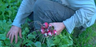 La producción ecológica española bate un récord de exportaciones huerta