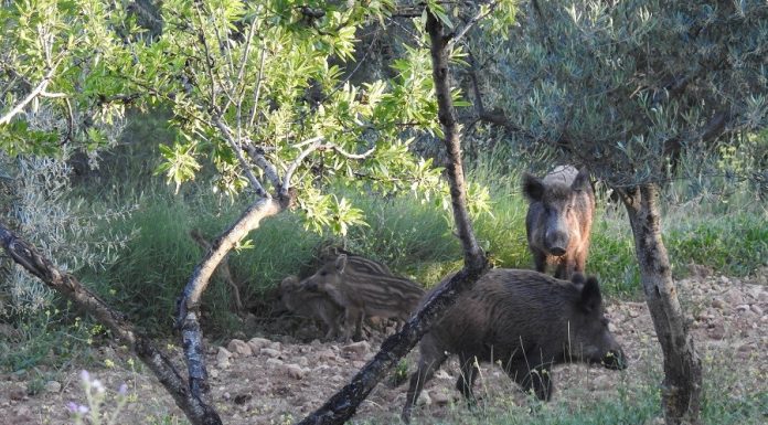 Reclaman flexibilizar e intensificar la caza de jabalíes ante la peste porcina africana sobrepoblación de jabalíes