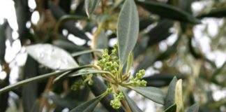 Advierten de los peligros de la tuberculosis del olivo en la fase final de la poda tuberculosis del olivo