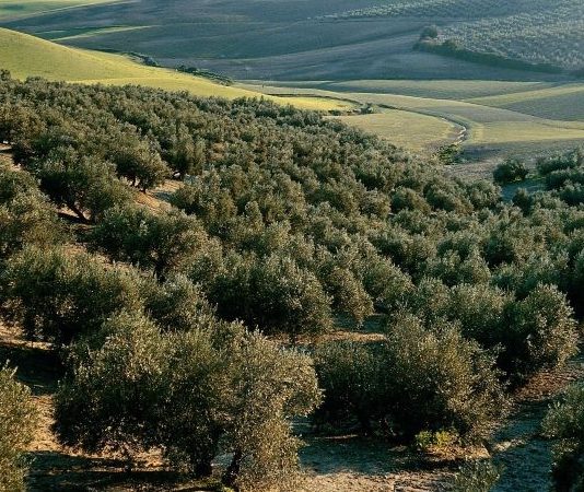 Mapa de la erosión en el olivar andaluz: un nuevo modelo predice mejor la aparición de cárcavas olivares