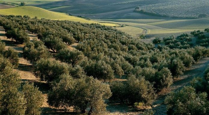 Mapa de la erosión en el olivar andaluz: un nuevo modelo predice mejor la aparición de cárcavas olivares