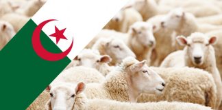 Industrias cárnicas de España lamentan la exportación en vivo de animales a Argelia exportación en vivo de animales a Argelia