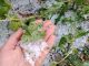Las tormentas del fin de semana dejan daños muy localizados en el interior peninsular y valle del Ebro pedrisco