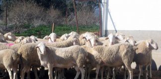 Ayuda excepcional de 4,6 millones para explotaciones ganaderas de Castilla-La Mancha afectadas por lengua azul lengua azul