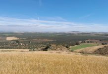 Opinión. Cómo abordar el reto del secano en la agricultura española. Julián Guerrero (OMNIA pistacho) e Ignacio Soler de la Azuela (VíridiHorizons) Secanos Vivos