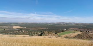 Opinión. Cómo abordar el reto del secano en la agricultura española. Julián Guerrero (OMNIA pistacho) e Ignacio Soler de la Azuela (VíridiHorizons) Secanos Vivos