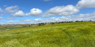 La superficie de cereal de una región muy productora sufre una pérdida constante de cultivos cereal UPA