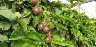 ¿Hay oportunidad en España para una nueva generación de frutas tropicales? frutas tropicales