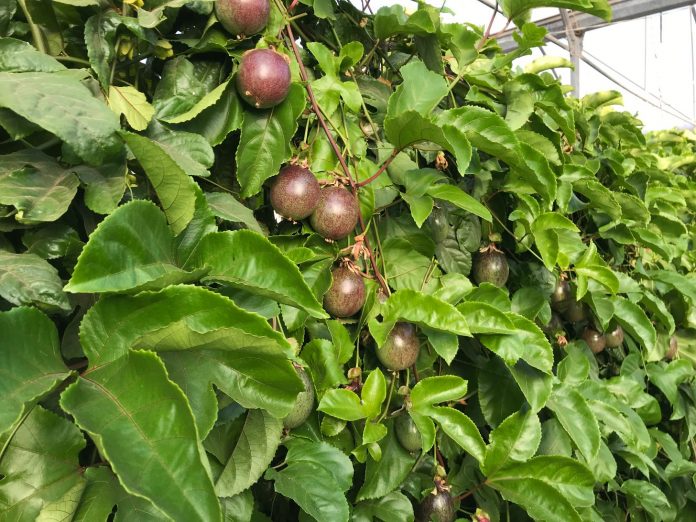 frutas tropicales