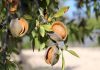 Las previsiones apuntan una recuperación de la producción de almendra y pistacho almendro