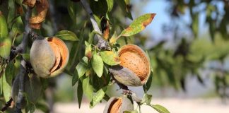 Siguen los descensos generalizados de los precios en origen de la almendra almendro