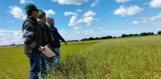 Destacan a la camelina como “un cultivo seguro y económicamente viable” camelina