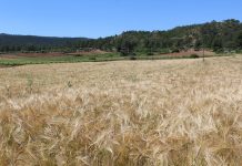 La tensión en Oriente Medio impulsa la volatilidad de los cereales mientras el mercado nacional permanece en espera campo de cereales