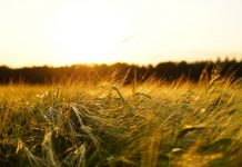 Los precios de la cebada consolidan su tendencia alcista cebada