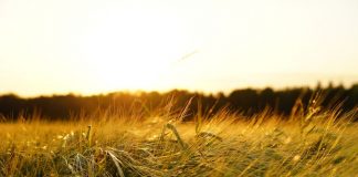 Los precios de la cebada consolidan su tendencia alcista cebada