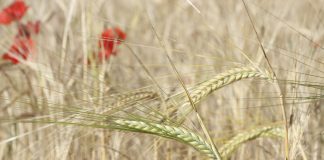 Exigen al Gobierno de España limitar ya las importaciones de cereal ucraniano y activar ayudas urgentes importaciones de cereal