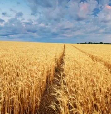 El cereal, ante el abismo: UPA augura una campaña de ruina sector del cereal