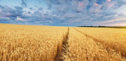 sector del cereal