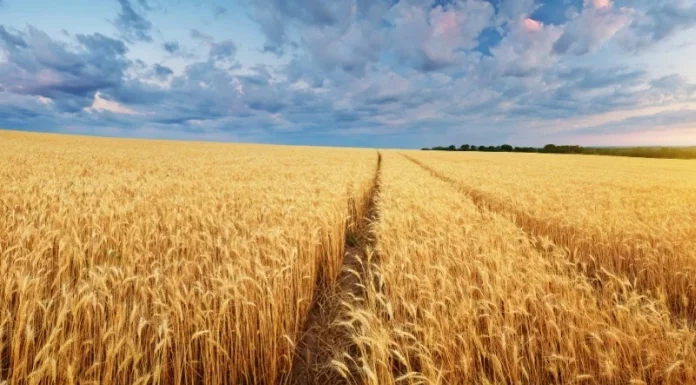 La geopolítica, bajo la lupa del sector cerealista sector del cereal