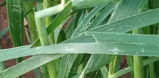 Cebada, trigo y guisantes, fuertemente dañados por la granizada daños granizada