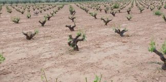 Una amplia área de viñedos de pueblos de Albacete y Murcia, afectada por las tormentas granizo Jumilla