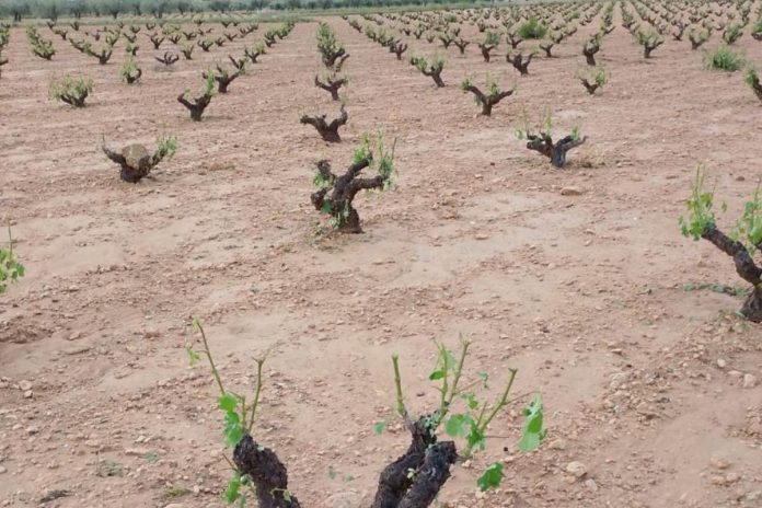 granizo Jumilla granizo Jumilla