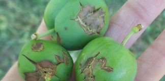 Una granizada afecta a 2.300 hectáreas y causa daños de dos millones de euros granizo en ciruelas