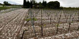 Las últimas tormentas de pedrisco dañaron 80.000 hectáreas agrícolas aseguradas fuertes granizadas