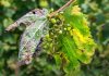Advierten de posibles brotes de mildiu y oídio en viñedo esta primavera mildiu