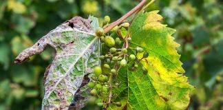 Advierten de posibles brotes de mildiu y oídio en viñedo esta primavera mildiu