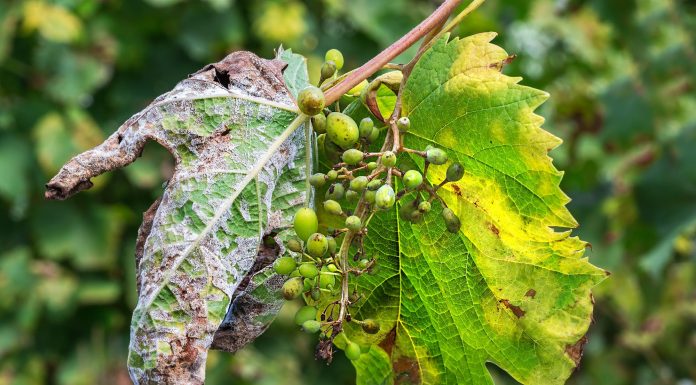 Advierten de posibles brotes de mildiu y oídio en viñedo esta primavera mildiu