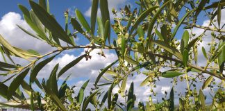 Recomiendan un correcto manejo de los restos de poda para controlar el barrenillo del olivar olivar